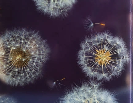 Tableau 25cm résine epoxy inclusion pissenlits naturels cadre en chêne